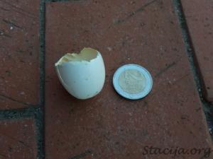 Mājas baloža ola